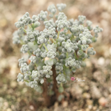 Sedum Brevifolium Quinquefarium