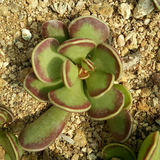 Adromischus Caryophyllaceus (Burm. f.) Lem.
