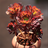 Aeonium Garnet