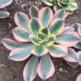 Aeonium Sunburst