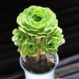 Aeonium Arboreum Velour Green Form