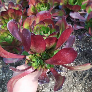 Aeonium Arboreum Voodoo