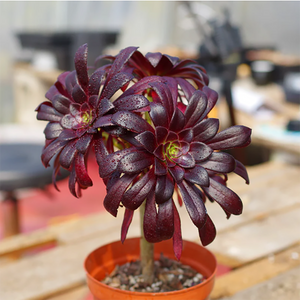 Aeonium Arboreum Var. Atropurpureum Schwarzkopf