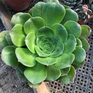 Aeonium Canariense Webb et Berthelot