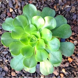 Aeonium Holochrysum Webb et Berthel