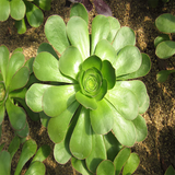 Aeonium Undulatum Webb et Berthel