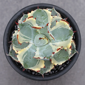 Agave Isthmensis Dwarf Butterfly Variegata