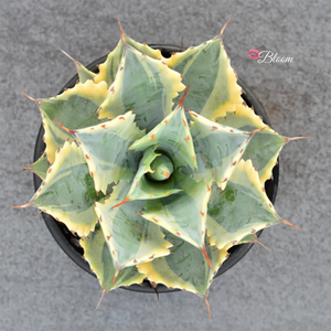 Agave Potatorum Verschaffeltii Variegata Curl