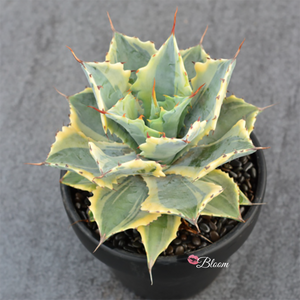 Agave Potatorum Verschaffeltii Variegata Curl