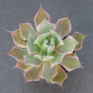 Agave Potatorum Verschaffeltii Variegata Pink