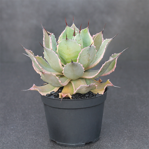 Agave Potatorum Verschaffeltii Variegata Pink