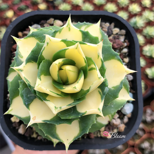 Agave Potatorum Verschaffeltii Variegata 'Medio-picta'