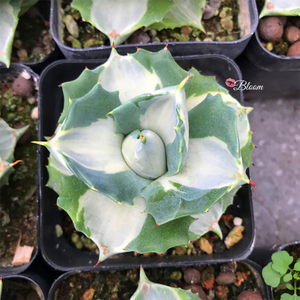 Agave Potatorum Verschaffeltii Variegata