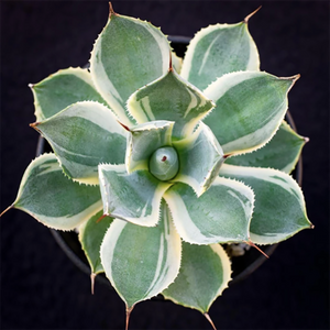 Agave Potatorum Verschaffeltii Variegata Wavy