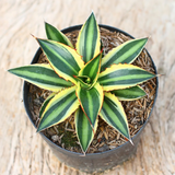 Agave Kerchovei Var. Pectinata Variegata