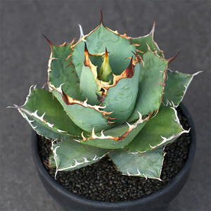 Agave Titanota