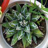 Agave victoriae-reginae T.Moore