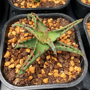 Aloe Castilloniae