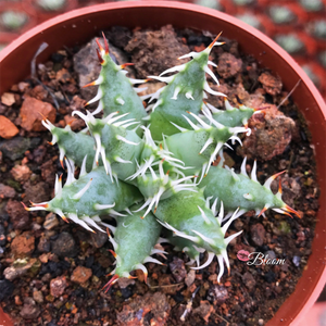 Aloe Erinacea