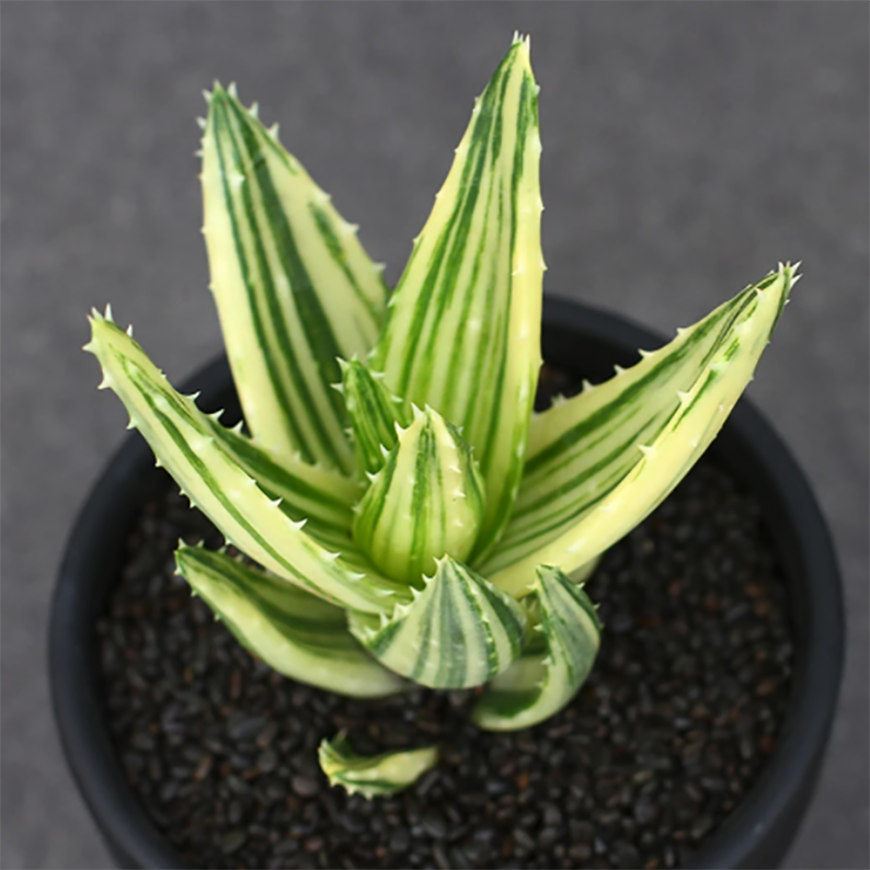Aloe Perfoliata Variegata Mitre Aloe Rubble Aloe