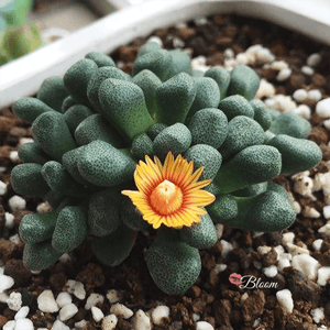 Aloinopsis Schooneesii