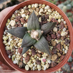 Ariocarpus Retusus Scheidw