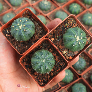 ﻿Astrophytum Asterias