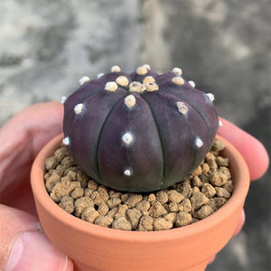 Astrophytum Asterias Purple