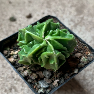 Astrophytum Myriostigma 'Walnut'