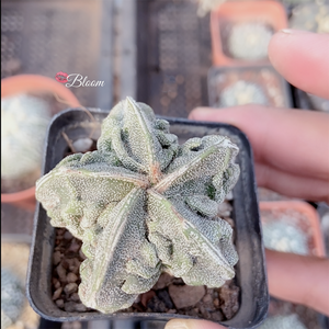 Astrophytum Myriostigma 'Walnut' Variegated