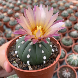 Astrophytum Asterias Var. Nudum