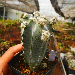 Astrophytum Myriostigma Var. Columnare Lem.