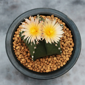 Astrophytum Myriostigma Var. Nudum