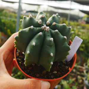 Astrophytum Myriostigma Var. Nudum Kitsukou