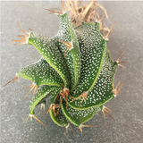 Astrophytum Ornatum Spiral