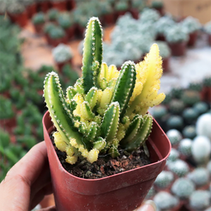 Cereus cv. Fairy Castle Acanthocereus tetragonus cv. Fairy castle variegata