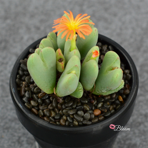 Conophytum bilobum (Marloth)