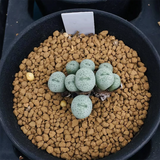 Conophytum Flavum N. E. Br.