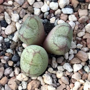 Conophytum Minutum (Thunb.) N. E. Br