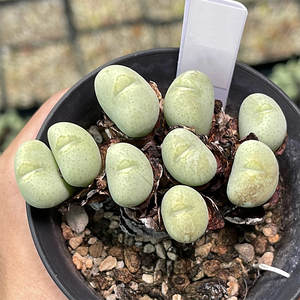 Conophytum Nudum Tischer