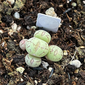 Conophytum Uviforme (Haw.) N. E. Br.