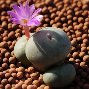 Conophytum Wettsteinii (A. Berger) N. E. Br.