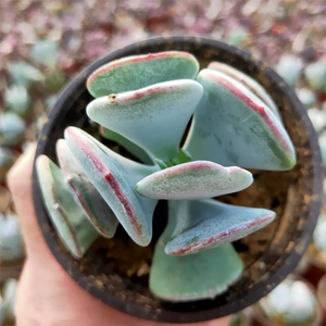 Cotyledon Orbiculata Yomeiri Musume