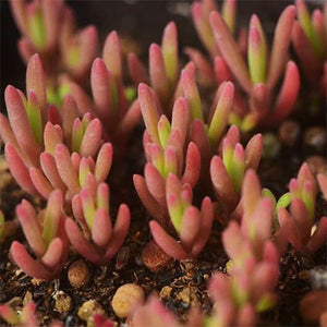 Delosperma Bosseranum