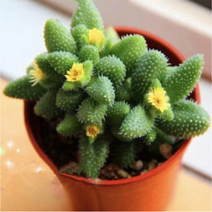 Delosperma Pruinosum (Thunb.) J. W. Ingram