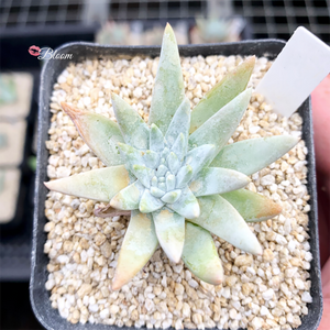 Dudleya Greenei