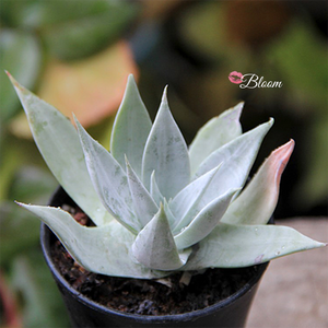 Dudleya Pulverulenta