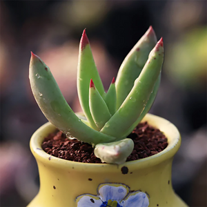 Dudleya Albiflora Rose