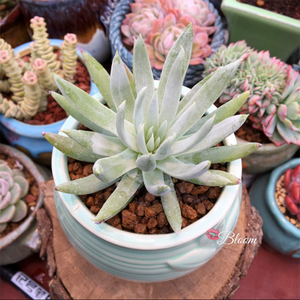 Dudleya Nubigena