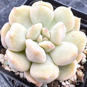 Echeveria Choux Cream / Cream Puff